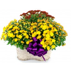 Basket of Fall